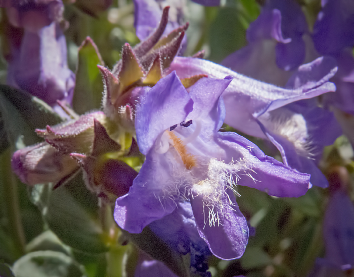 Harbour Penstemon 2.jpg